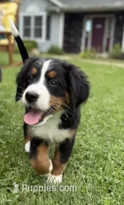 Lily – Bernese Mountain Dog puppy for sale in Springfield, OH
