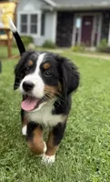 Lily, a female Bernese Mountain Dog for sale in Springfield, OH – 1 of 9