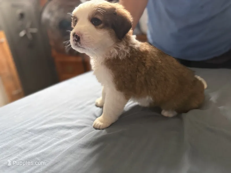 Ocean – Bernese Mountain Dog, Great Pyrenees puppy for sale in Springfield, OH
