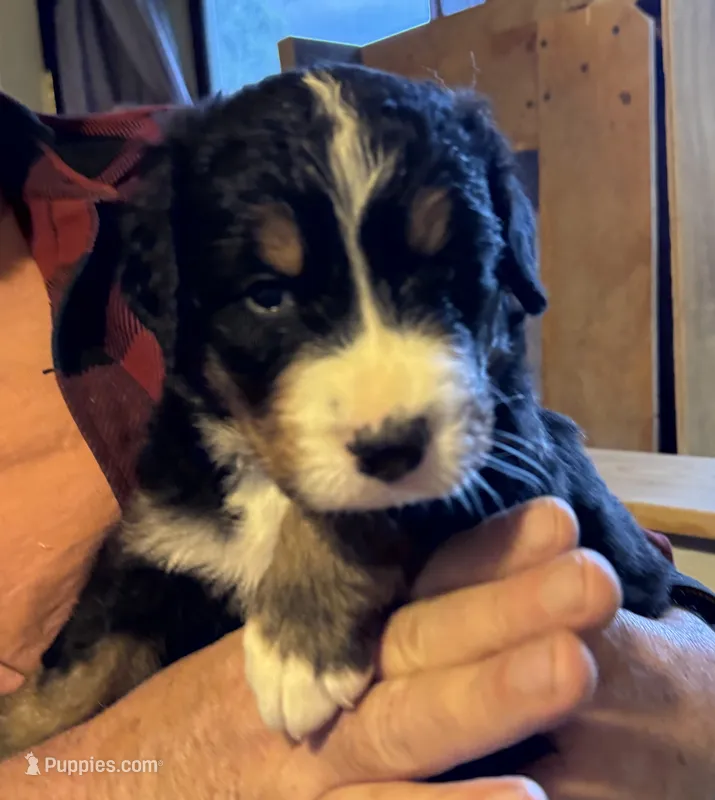 Leia's Boy #5 – Bernese Mountain Dog puppy for sale in Springfield, OH