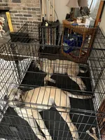 Oden, a male Anatolian Shepherd Dog for sale in Cornelius, NC – 5 of 8