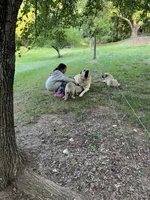 Red boy , a male Anatolian Shepherd Dog for sale in Cornelius, NC – 3 of 6