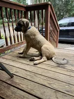 Oden, a male Anatolian Shepherd Dog for sale in Cornelius, NC – 7 of 8