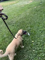 Pearl, a female Anatolian Shepherd Dog for sale in Cornelius, NC – 3 of 8