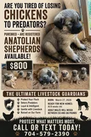 Brown boy, a male Anatolian Shepherd Dog for sale in Cornelius, NC – 5 of 5
