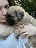 Brown boy, a male Anatolian Shepherd Dog for sale in Cornelius, NC – 4 of 5