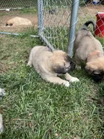 Brown boy, a male Anatolian Shepherd Dog for sale in Cornelius, NC – 3 of 5