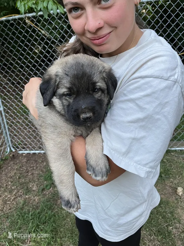 Brown boy – Anatolian Shepherd Dog puppy for sale in Cornelius, NC