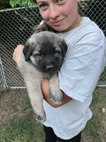Brown boy, a male Anatolian Shepherd Dog for sale in Cornelius, NC – 1 of 5
