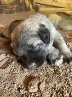 Brown boy, a male Anatolian Shepherd Dog for sale in Cornelius, NC – 4 of 4