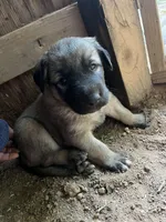 Brown boy, a male Anatolian Shepherd Dog for sale in Cornelius, NC – 2 of 4