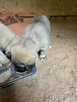 Brown boy, a male Anatolian Shepherd Dog for sale in Cornelius, NC – 3 of 4