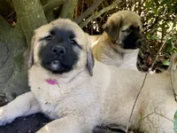 Red boy , a male Anatolian Shepherd Dog for sale in Cornelius, NC – 2 of 6