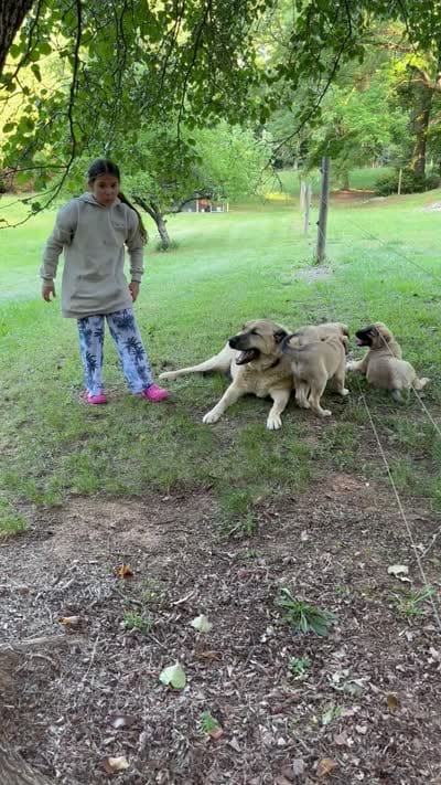 Red boy , a male Anatolian Shepherd Dog for sale in Cornelius, NC – 5 of 6