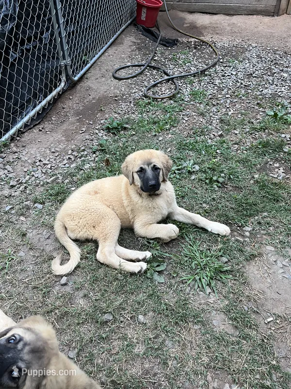 Pearl – Anatolian Shepherd Dog puppy for sale in Cornelius, NC