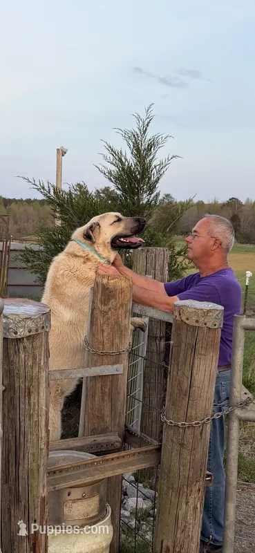 Oden – Anatolian Shepherd Dog puppy for sale in Cornelius, NC