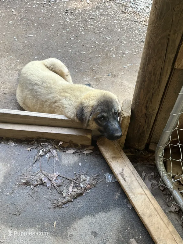 Oden – Anatolian Shepherd Dog puppy for sale in Cornelius, NC