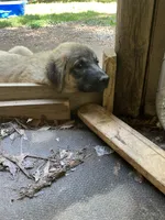 Oden, a male Anatolian Shepherd Dog for sale in Cornelius, NC – 2 of 8