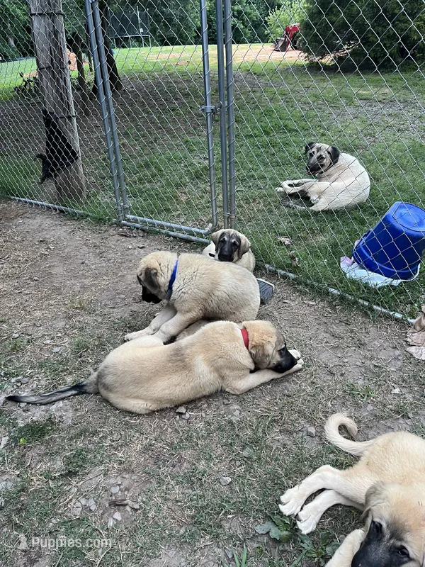 Clifford – Anatolian Shepherd Dog puppy for sale in Cornelius, NC