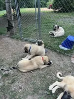 Kane, a male Anatolian Shepherd Dog for sale in Cornelius, NC – 1 of 4