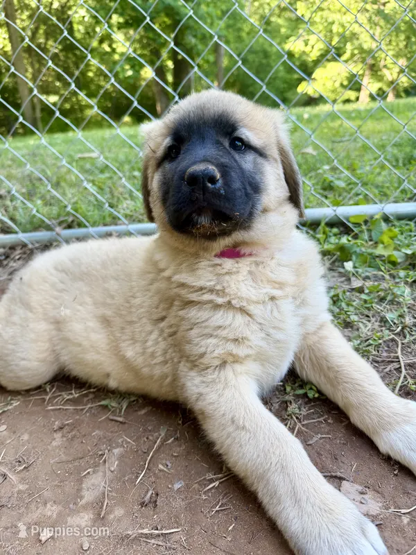 Red boy  – Anatolian Shepherd Dog puppy for sale in Cornelius, NC