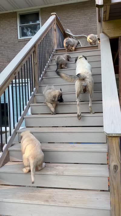 Red boy , a male Anatolian Shepherd Dog for sale in Cornelius, NC – 4 of 6