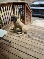 Oden, a male Anatolian Shepherd Dog for sale in Cornelius, NC – 8 of 8
