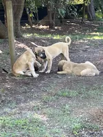 Oden, a male Anatolian Shepherd Dog for sale in Cornelius, NC – 5 of 5
