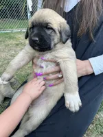 yellow boy, a male Anatolian Shepherd Dog for sale in Cornelius, NC – Photo 3 of 8