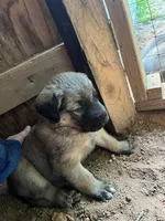 yellow boy, a male Anatolian Shepherd Dog for sale in Cornelius, NC – Photo 5 of 8
