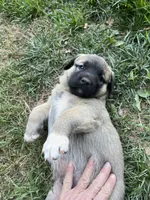 yellow boy, a male Anatolian Shepherd Dog for sale in Cornelius, NC – Photo 6 of 8