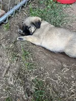 yellow boy, a male Anatolian Shepherd Dog for sale in Cornelius, NC – Photo 8 of 8