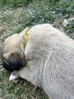 yellow boy, a male Anatolian Shepherd Dog for sale in Cornelius, NC – Photo 2 of 8