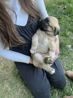 yellow boy, a male Anatolian Shepherd Dog for sale in Cornelius, NC – Photo 1 of 8