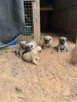 yellow boy, a male Anatolian Shepherd Dog for sale in Cornelius, NC – Photo 4 of 8