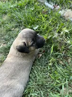 yellow boy, a male Anatolian Shepherd Dog for sale in Cornelius, NC – Photo 7 of 8