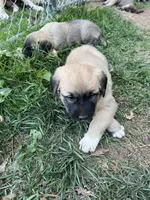 Pink girl, a female Anatolian Shepherd Dog for sale in Cornelius, NC – 2 of 4