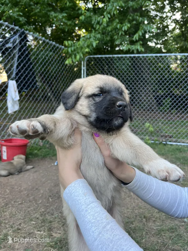 Pink girl – Anatolian Shepherd Dog puppy for sale in Cornelius, NC
