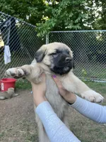 Pink girl, a female Anatolian Shepherd Dog for sale in Cornelius, NC – 1 of 4