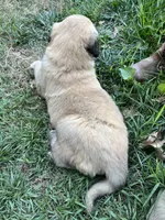 Pink girl, a female Anatolian Shepherd Dog for sale in Cornelius, NC – 3 of 4