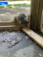 Oden, a male Anatolian Shepherd Dog for sale in Cornelius, NC – 3 of 5
