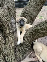 Green boy, a male Anatolian Shepherd Dog for sale in Cornelius, NC – 4 of 7