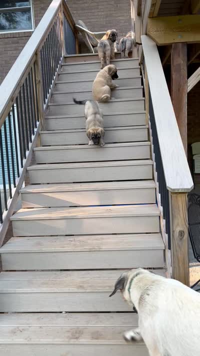 Green boy, a male Anatolian Shepherd Dog for sale in Cornelius, NC – 6 of 7