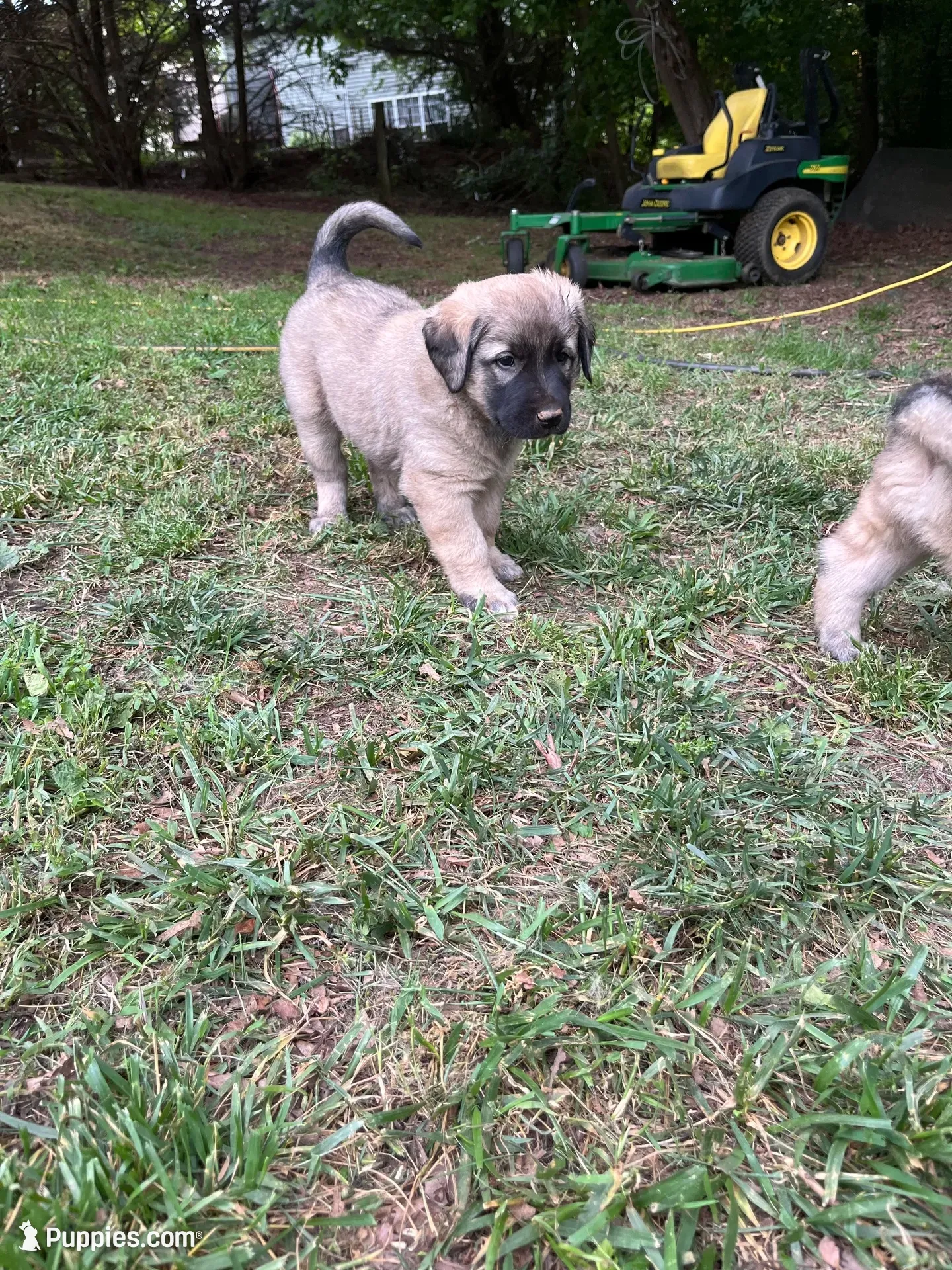 Green boy, a male Anatolian Shepherd Dog for sale in Cornelius, NC – 3 of 7