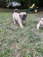 Green boy, a male Anatolian Shepherd Dog for sale in Cornelius, NC – 3 of 3