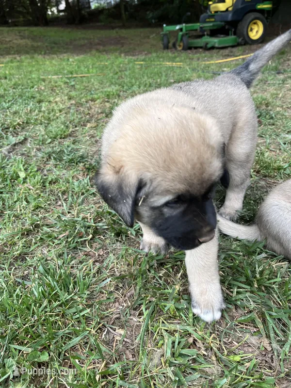 Green boy – Anatolian Shepherd Dog puppy for sale in Cornelius, NC