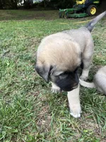 Green boy, a male Anatolian Shepherd Dog for sale in Cornelius, NC – 1 of 3