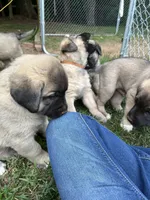 Green boy, a male Anatolian Shepherd Dog for sale in Cornelius, NC – 2 of 3