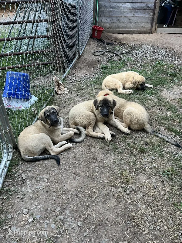 Pink girl – Anatolian Shepherd Dog puppy for sale in Cornelius, NC