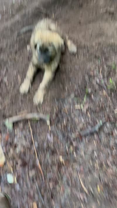 Green boy, a male Anatolian Shepherd Dog for sale in Cornelius, NC – 7 of 7